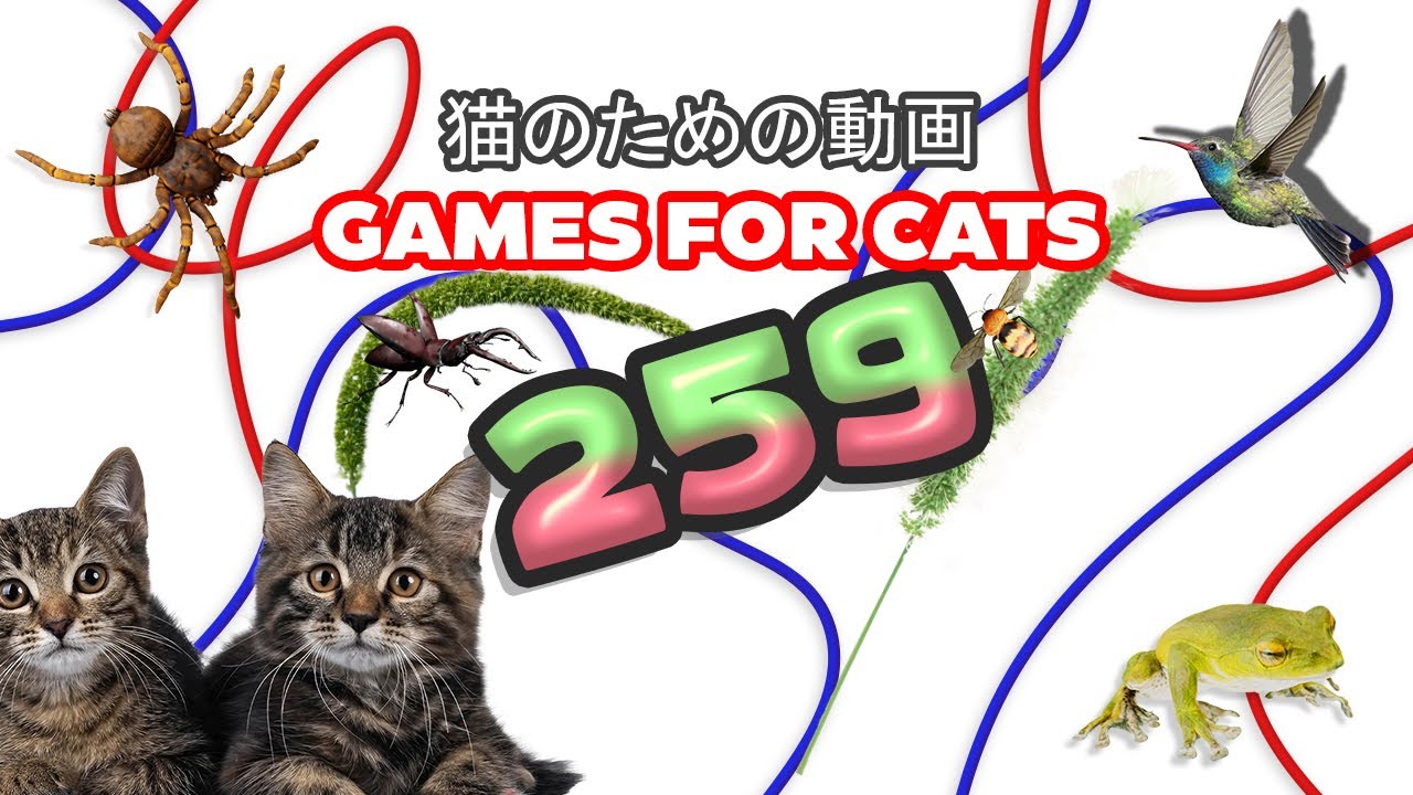 【猫向け動画 MIX 259】ネズミ、 トカゲ、鳥、 ヒモ 3時間 GAME FOR CATS 259 🐱✨ 🌟🐟