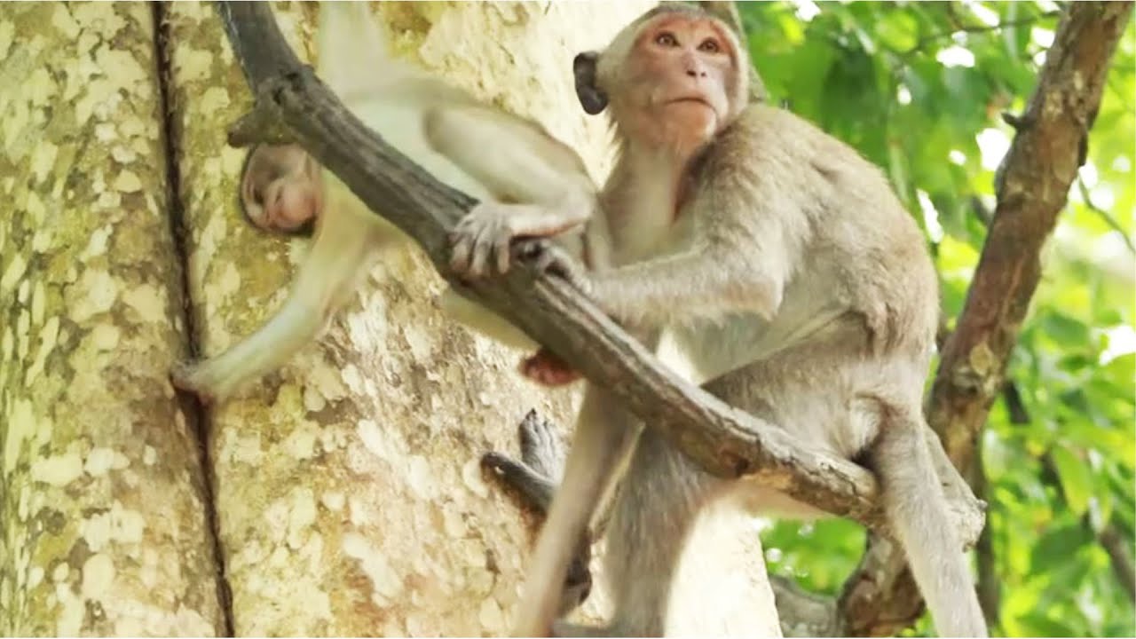 Monkey Bevin Playing with Peck Monkey on Sep5,2022/VS.223..Amber Mk