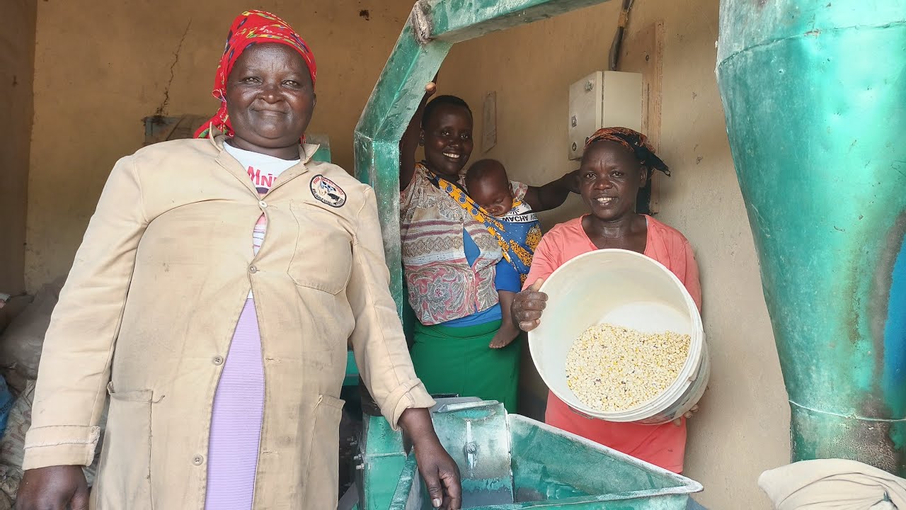 Turning maize 🌽 into flour & cooking chicken curry and ugali 