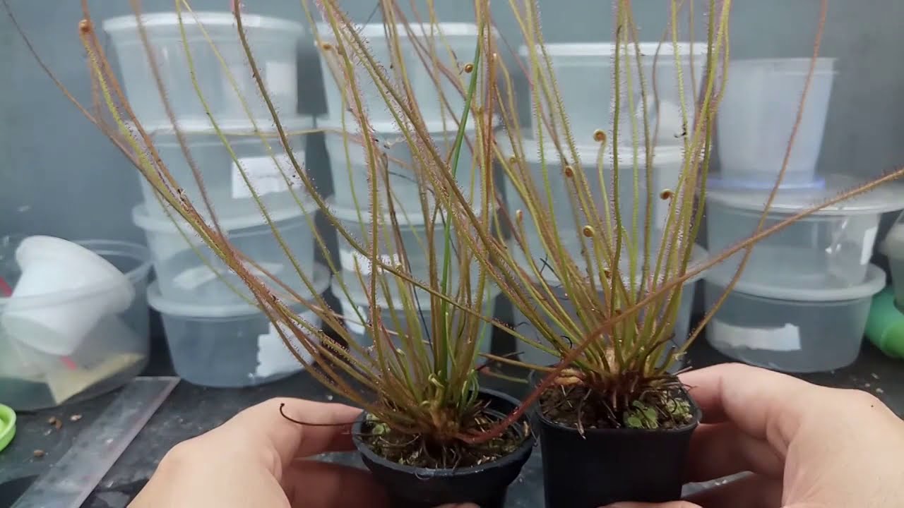 DROSERA FILIFORMIS VAR. FLORIDANA / THREADLEAF SUNDEW