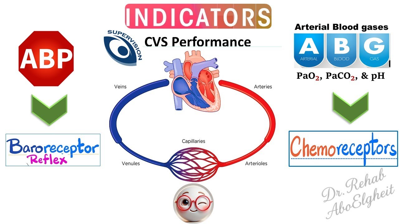Cardiovascular physiology- Arterial Chemoreceptors and baroreceptors