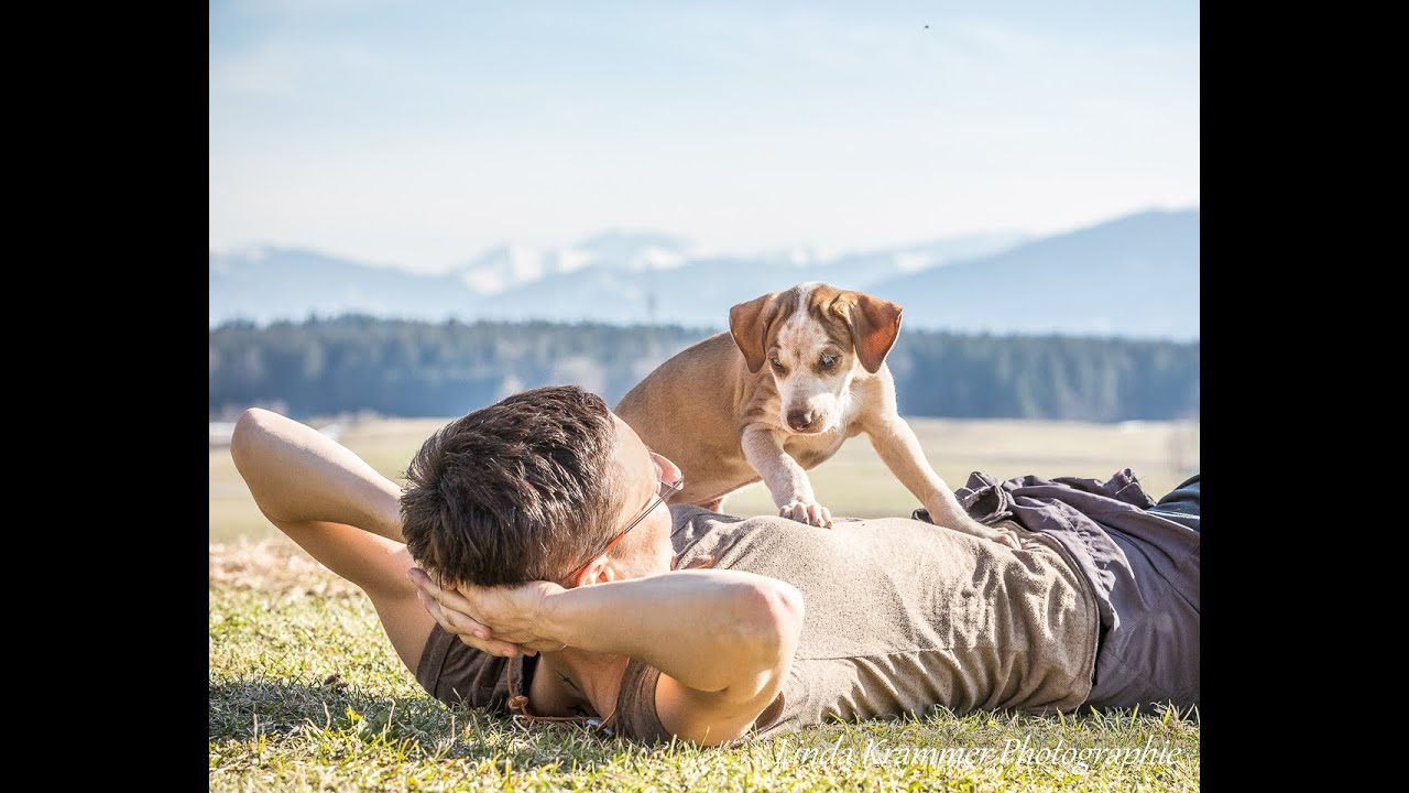 Hundeshooting bei Linda Krammer Photographie
