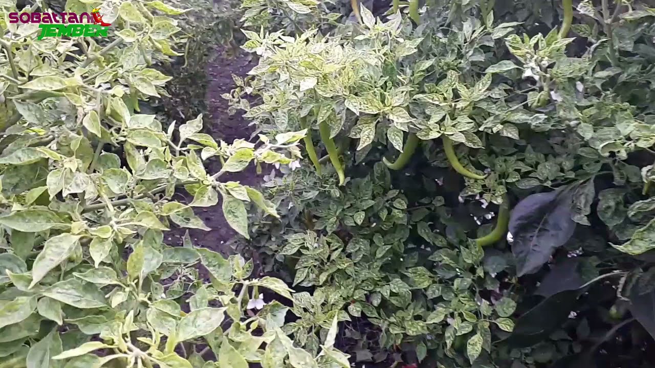 Imola reborn umur 4 bulan 5 hari buah ke 2 sudah mulai besar besar