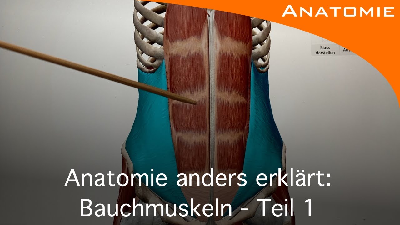 Bauchmuskeln Teil 1 - Anatomie anders erkl&auml;rt