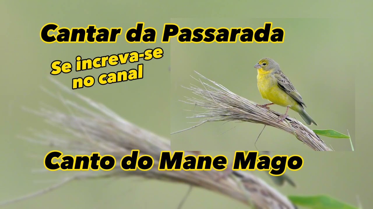 Canto do Mane Mago
