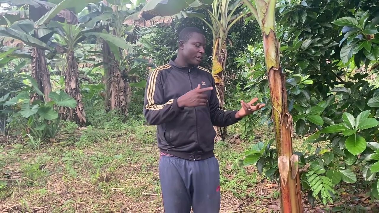 j'ai perdu 5 millions à cause de cet erreur dans mon verger d'avocatier à mbalmayo