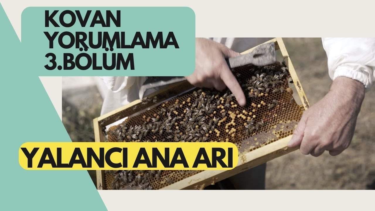 YALANCI ANA ARI OLUŞUMU SORUNU | ARICILIK AKADEMİSİ EĞİTİM VİDEOLARI | Kovan gezme Bölüm 3