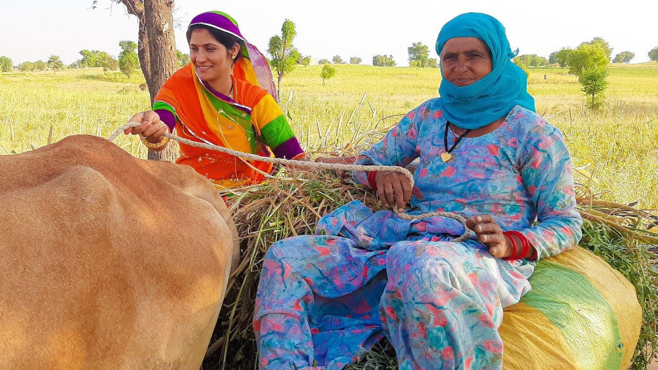 [493] North-East Rajasthani Culture Village Near Haryana उत्तर पूर्वी राजस्थान - Shubh Journey