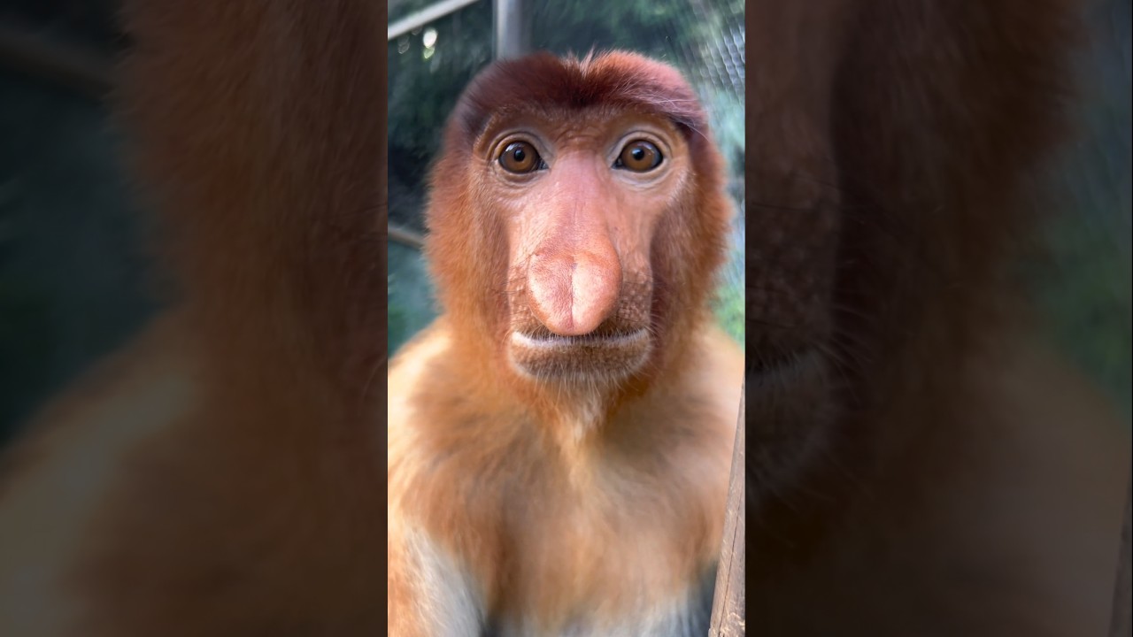 Proboscis Monkey Amazing  video.#Chimelong #MonkeyNakula #funny #ytshorts #shorts #animals #nakula