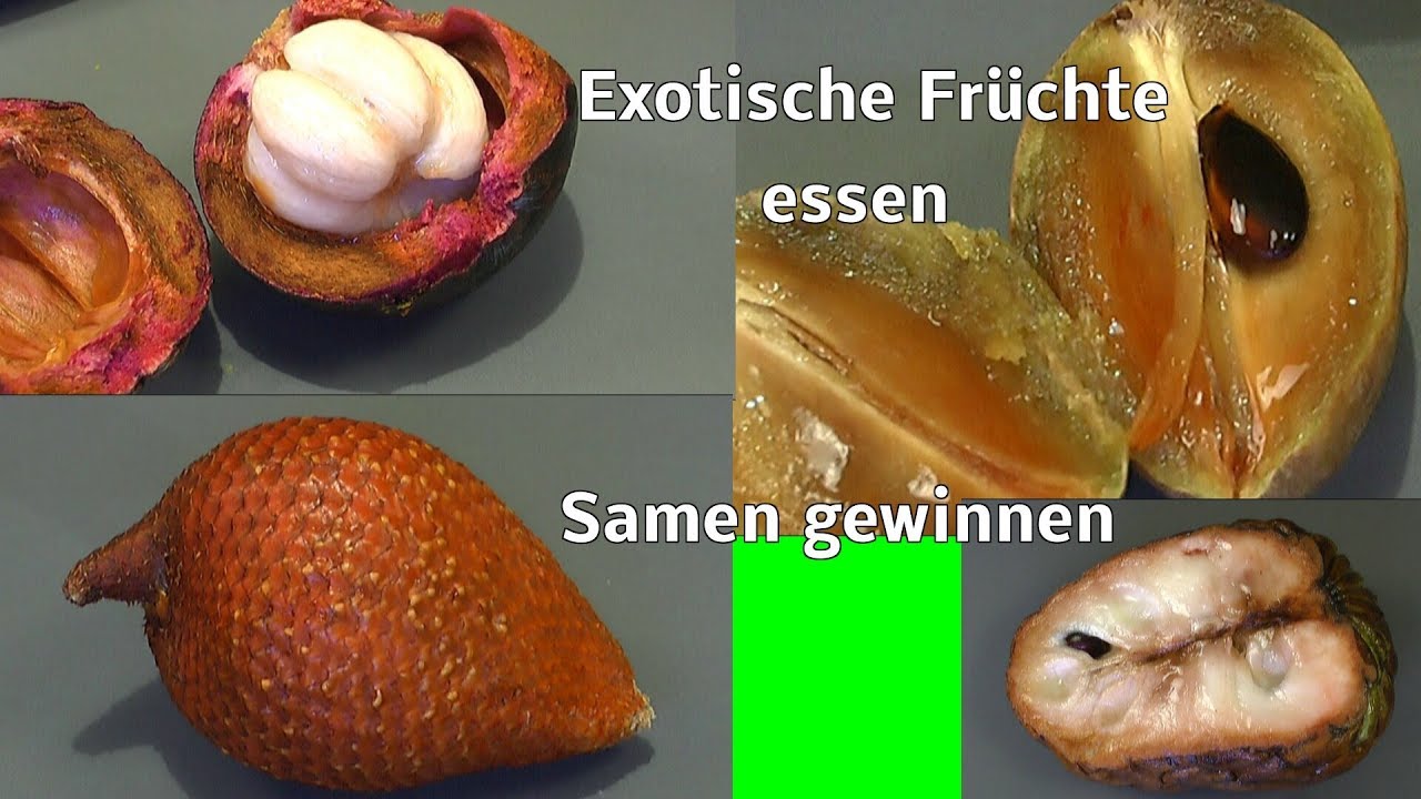 Exotische Früchte essen und Samen gewinnen
