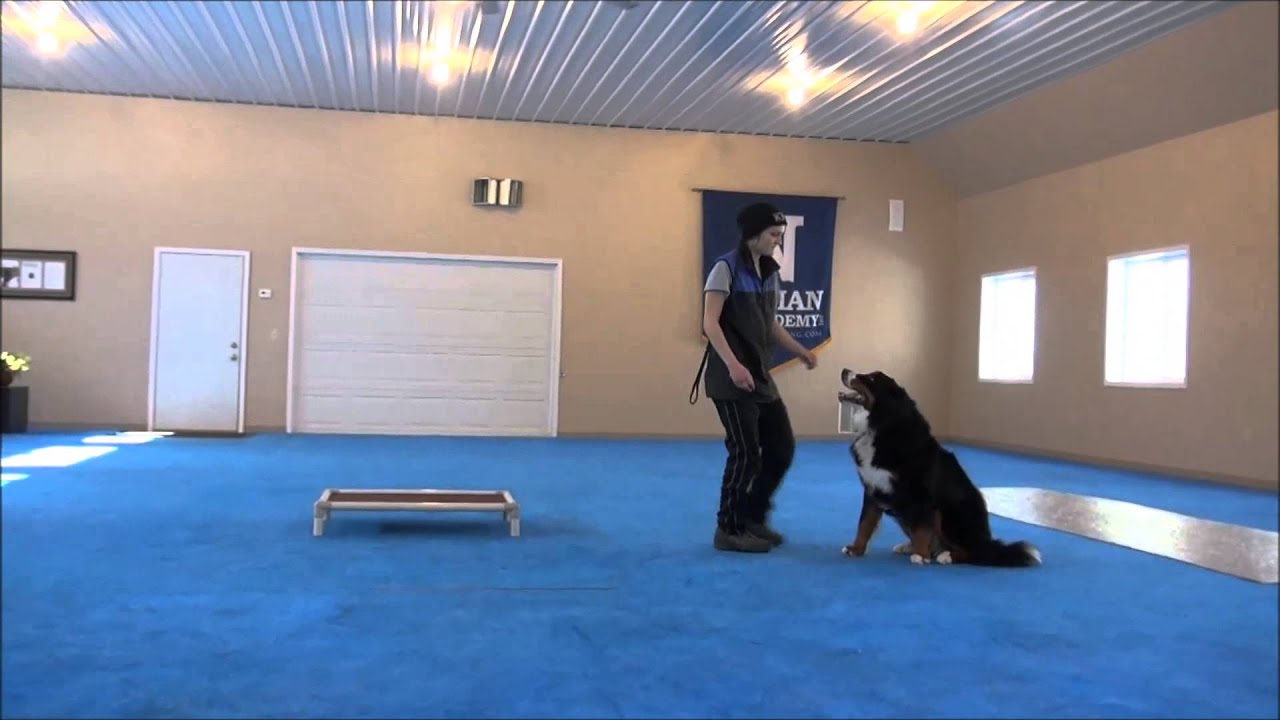 Obi (Bernese Mountain Dog) Advanced Obedience Training