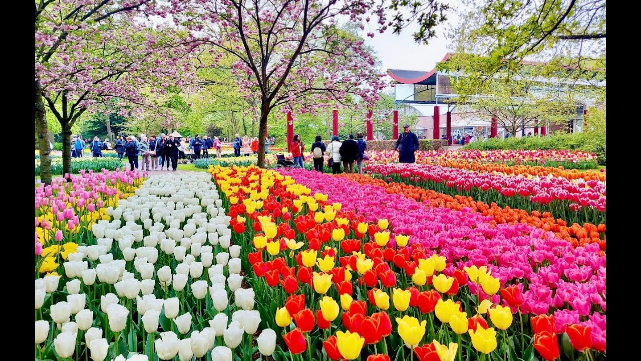 Keukenhof, vườn hoa tulip lớn nhất thế giới với hơn 7 triệu hoa, ĐẸP MÊ HỒN