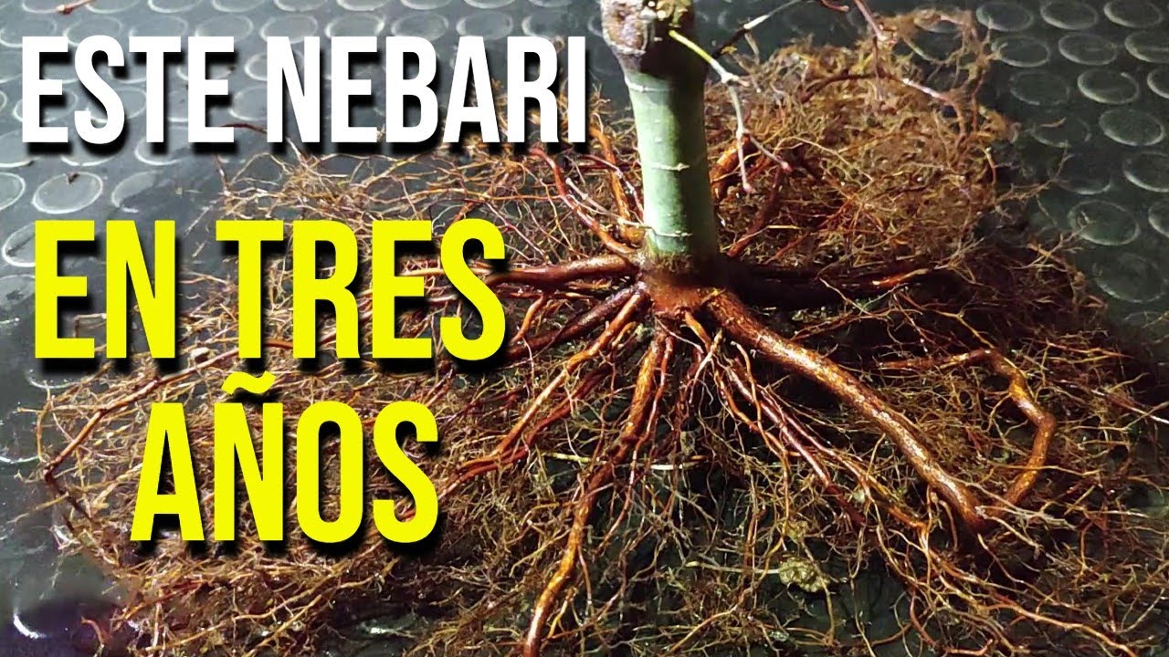 Cómo hago un Nebari de Acer Palmatum en Tres Años - BONSAI