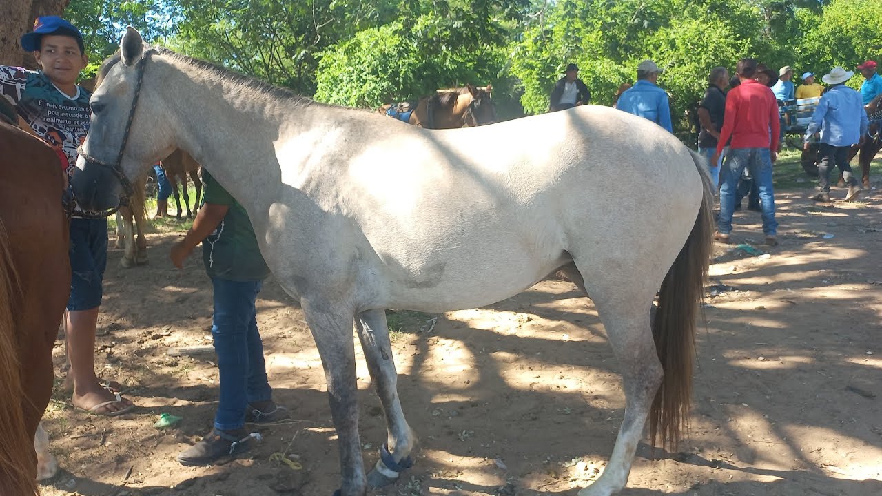 Feira de cavalo em canafistula de Frei Damião Alagoas 16/03/26#nordeste