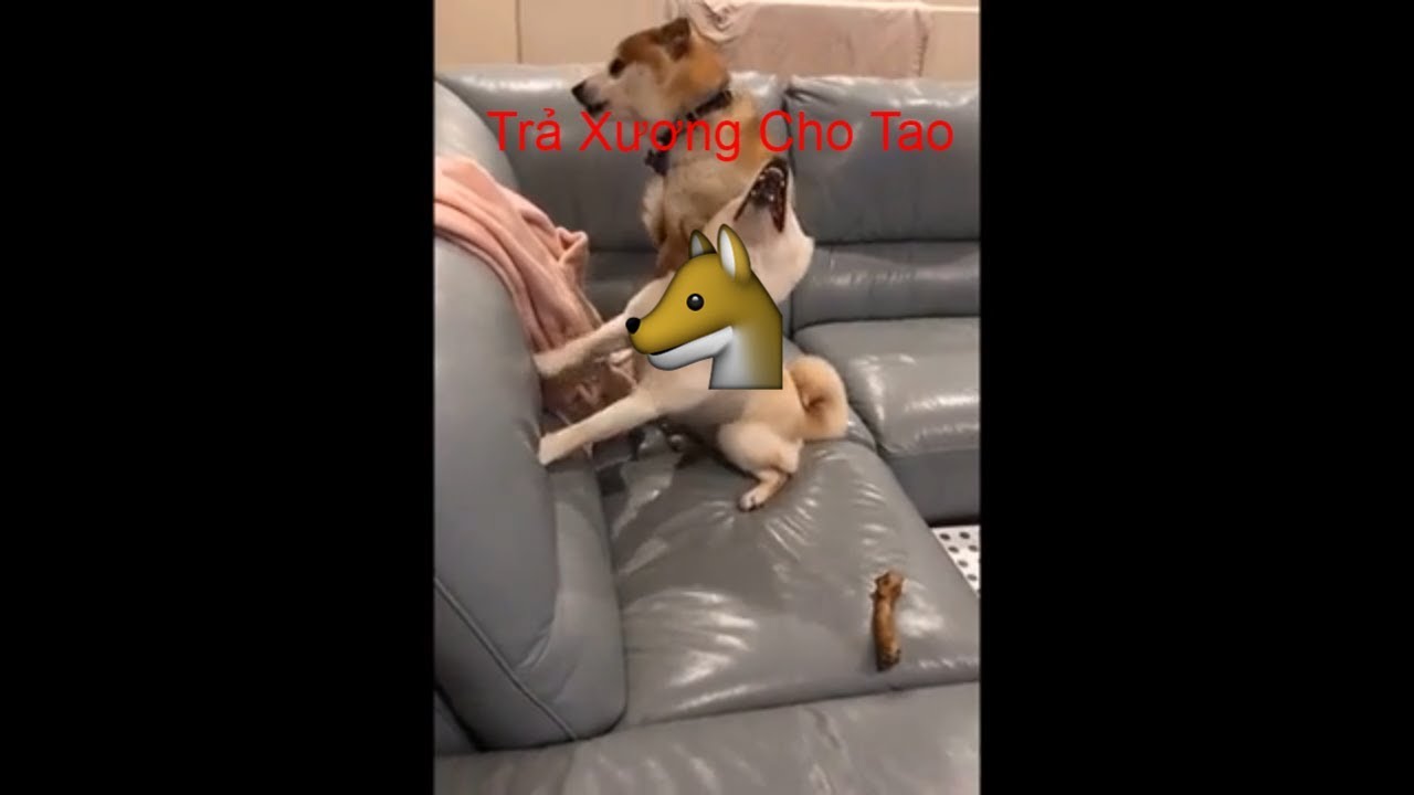 Đ&aacute;ng Y&ecirc;u Vậy Ai M&agrave; Chịu Nổi Tập 2│Y&ecirc;u Pets
