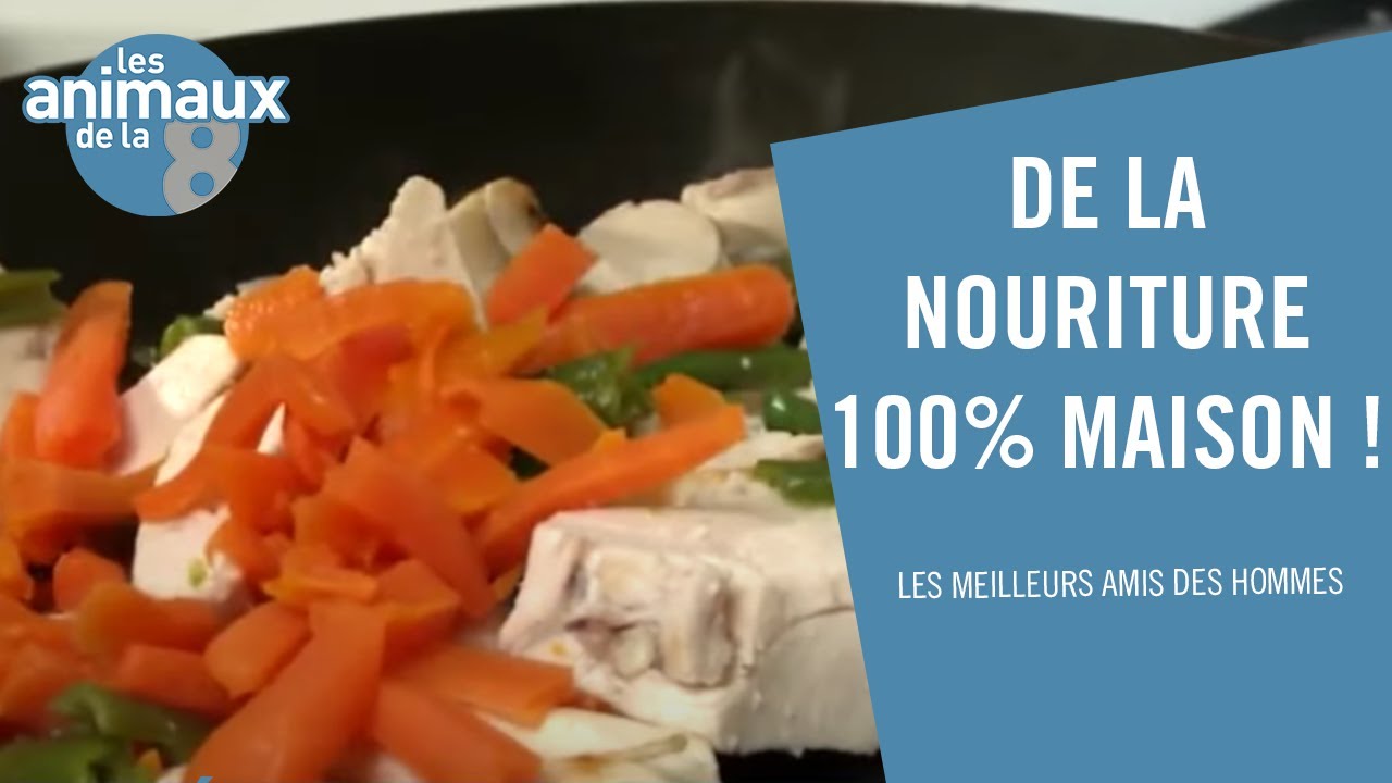 Comment cuisiner 100% maison pour son chien ? - Les Animaux de la 8