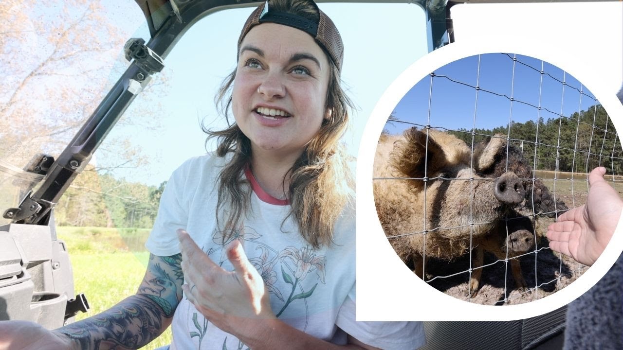 Should you raise MANGALITSA Hogs? (Processing some FATTY pigs) | VLOG