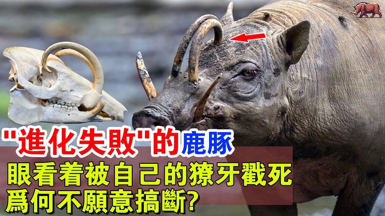 进化失败的鹿豚：有著最長的獠牙，竟然沒什麼用，還有可能殺死自己，为何它们还不愿意搞断？#牛哥说高能动物
