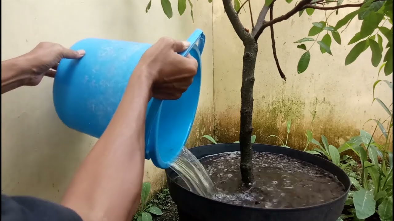 CARA CEPAT MEMBUAHKAN TANAMAN KELENGKENG DALAM POT