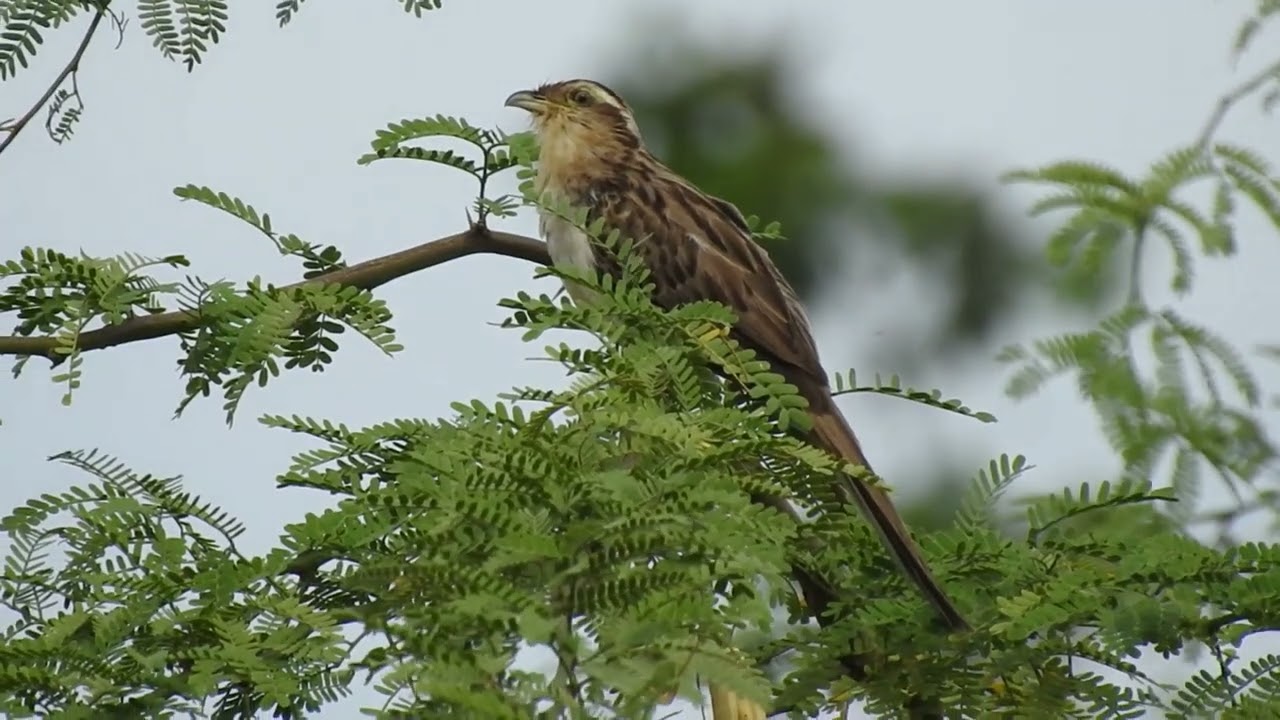 Canto do saci (Tapera naevia) #avesdobrasil #birds #birdsounds #wildlife #aves #nature