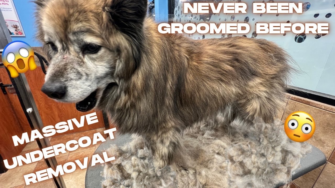 SATISFYING MASSIVE UNDERCOAT REMOVAL!! *MUST WATCH* 😳