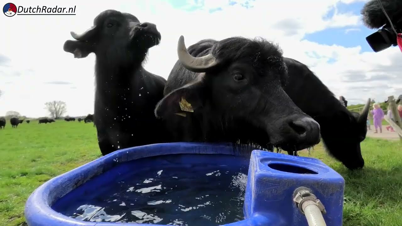 Release the Water Buffaloes!! Their First Wild Run on Spring Grass &ndash; Diepenveen 4 April 2026