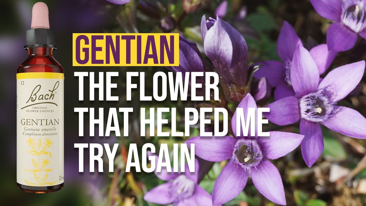 Bach Flower Remedy Gentian: This Tiny Flower Helped Me Start Believing Again