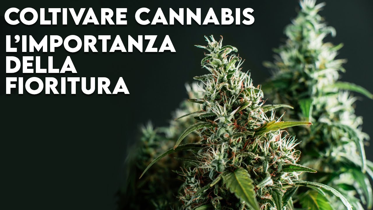 Coltivazione di cannabis - L'importanza della fioritura per ottenere un raccolto di alta qualità