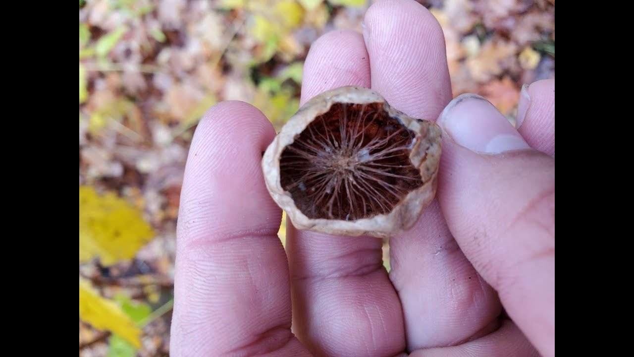Sam Guida   Burls, Galls, and Brooms
