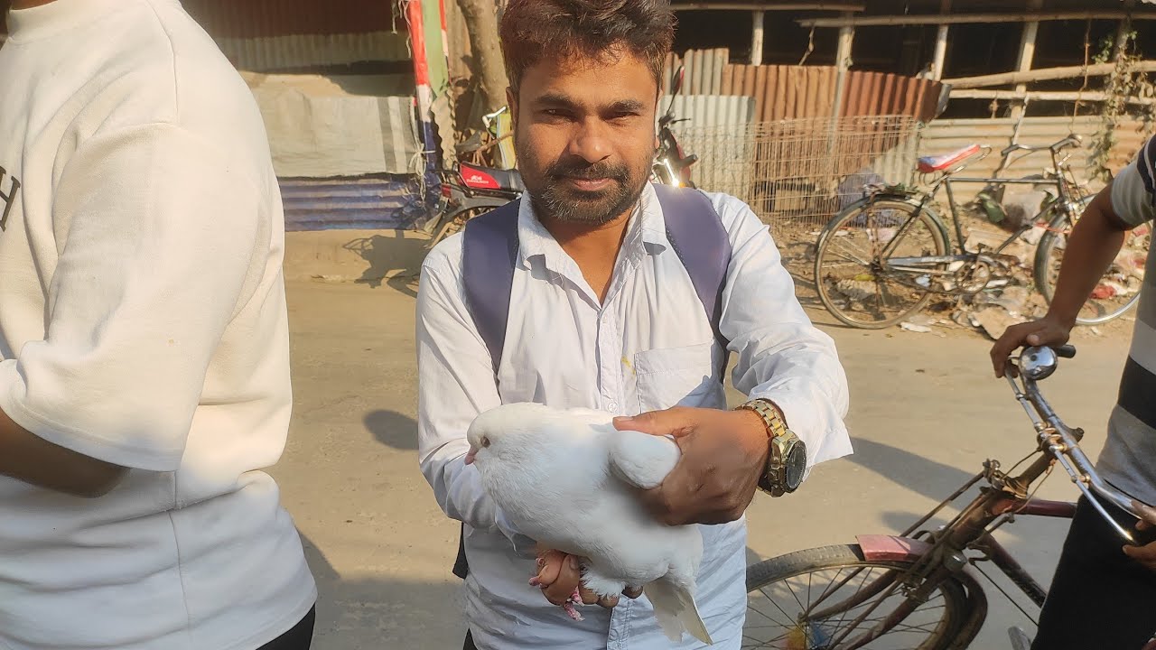 দেখুন অসাধারণ একটি কবুতরের ফার্ম। #choncol media # pets vlog.kobuter Farm. 
