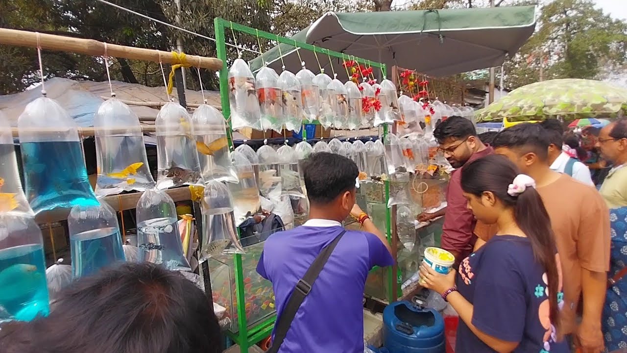 Fish Market | Galiff Street Fish Market Kolkata | Cheapest price | Recent Aquarium Fish Price Update