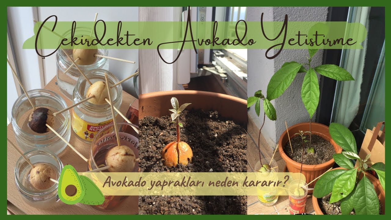 ÇEKİRDEKTEN AVOKADO YETİŞTİRME 🥑| Avokado Yapraklarında Kararma, Köklendirme, Dikim