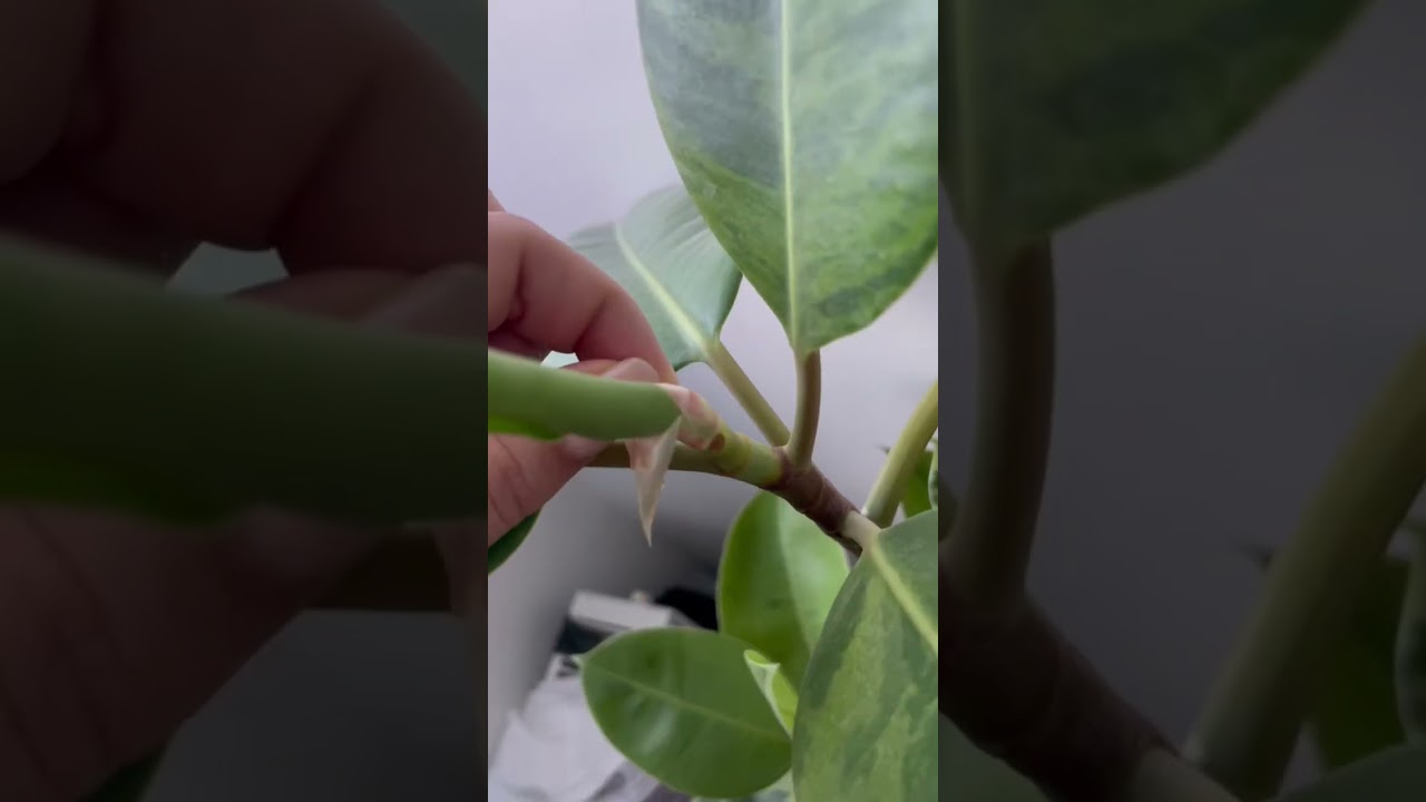 Ficus elastica satisfying leaf sheath pull