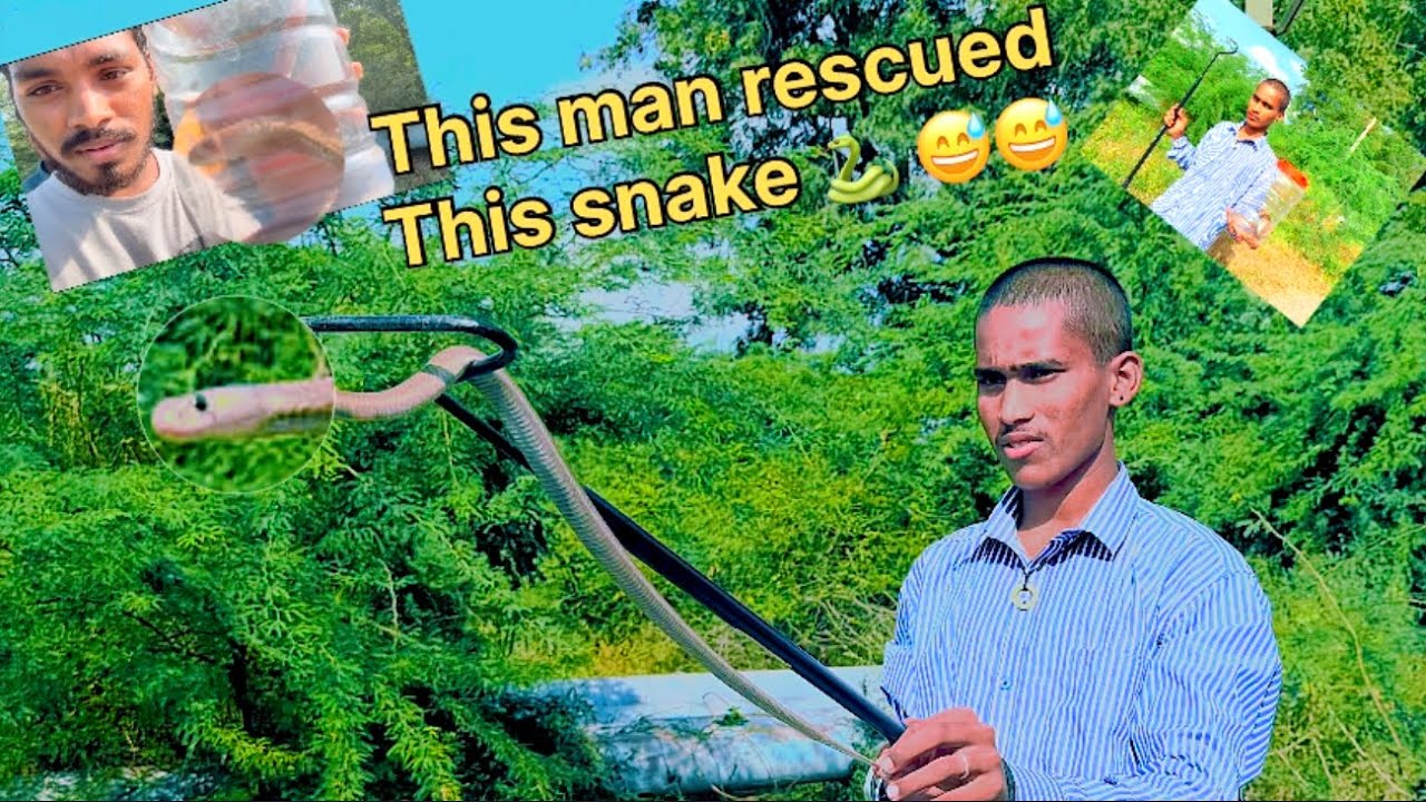 Snake lover saved the snakes life (పామునోయతే పటుకున్నాడు) (ಹಾವಿನ ಪ್ರಾಣ ಉಳಿಸಿದ)🐍🐍