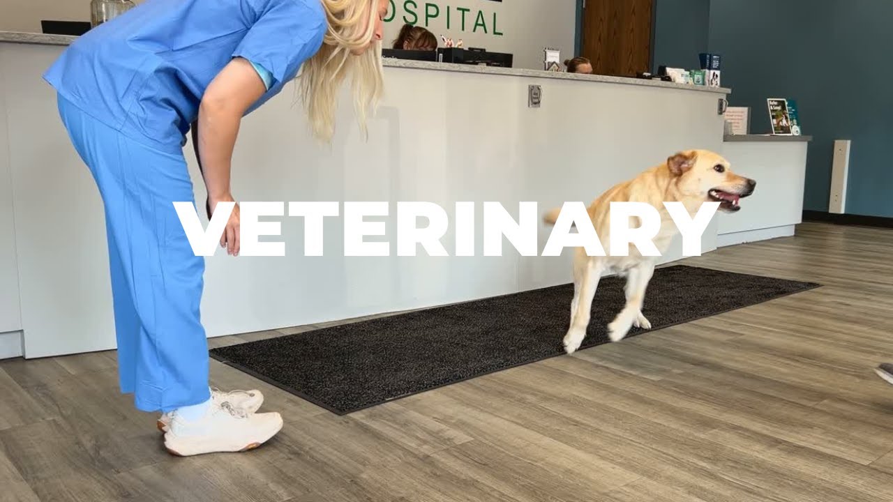 Built for Clinics, Trusted by Vets | i-mop®  | IPC by Tennant Company
