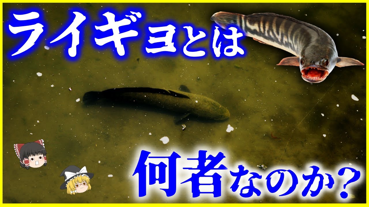 【ゆっくり解説】環境適応能力がエグい…「ライギョ」とは何者なのか？を解説/外来種だけど飼育可能！肺呼吸するライギョの生態