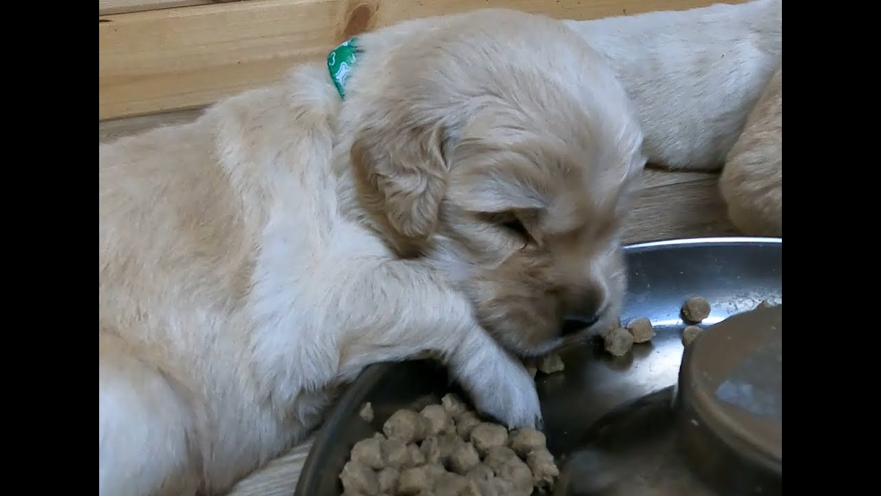 3,5 tygodniowe szczenięta Golden Retriever jedzą po raz pierwszy stały posiłek