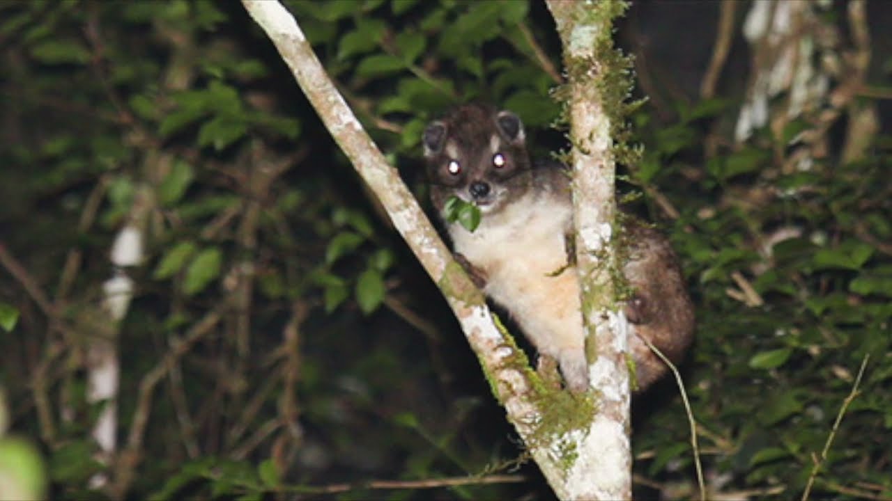 Taita tree hyrax video with night binoculars