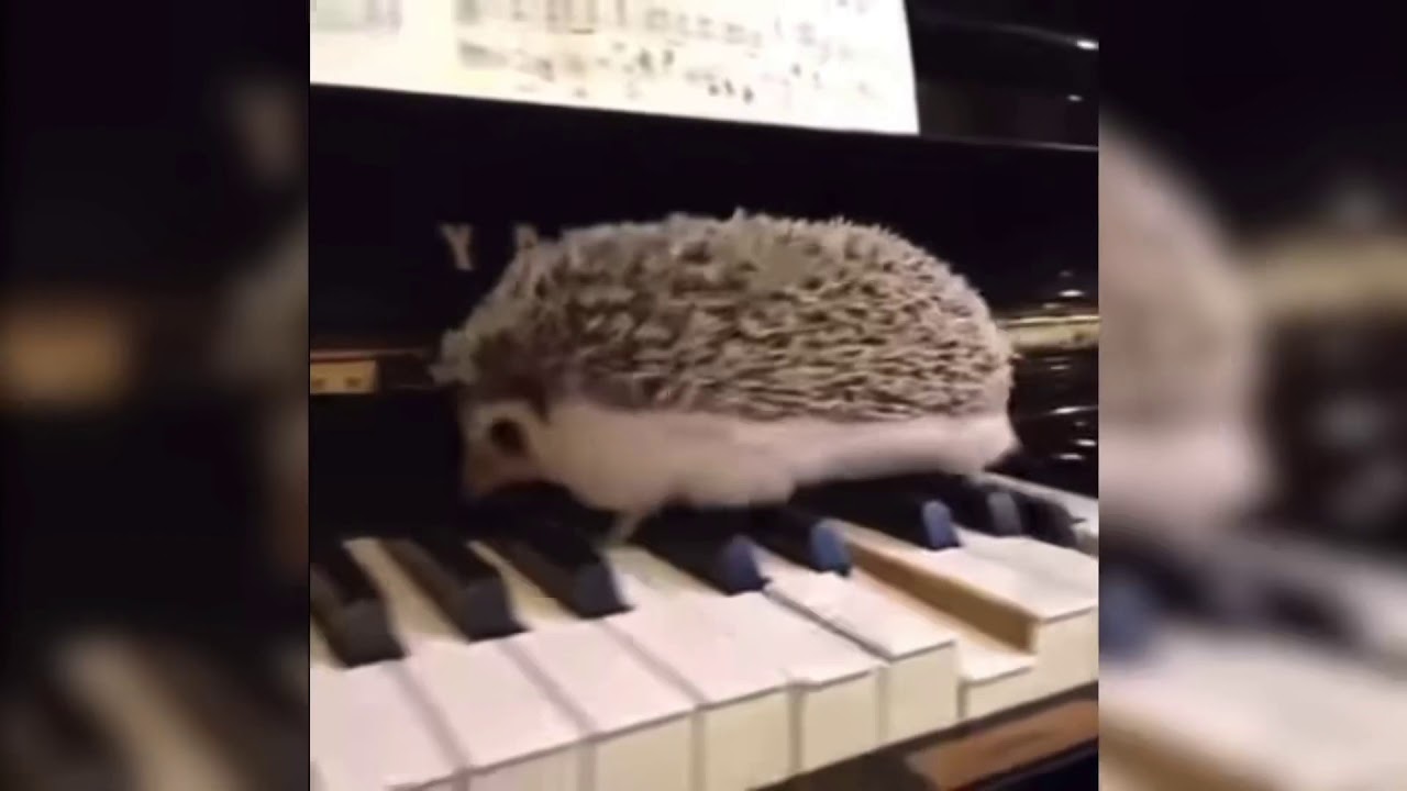 hedgehog plays the piano