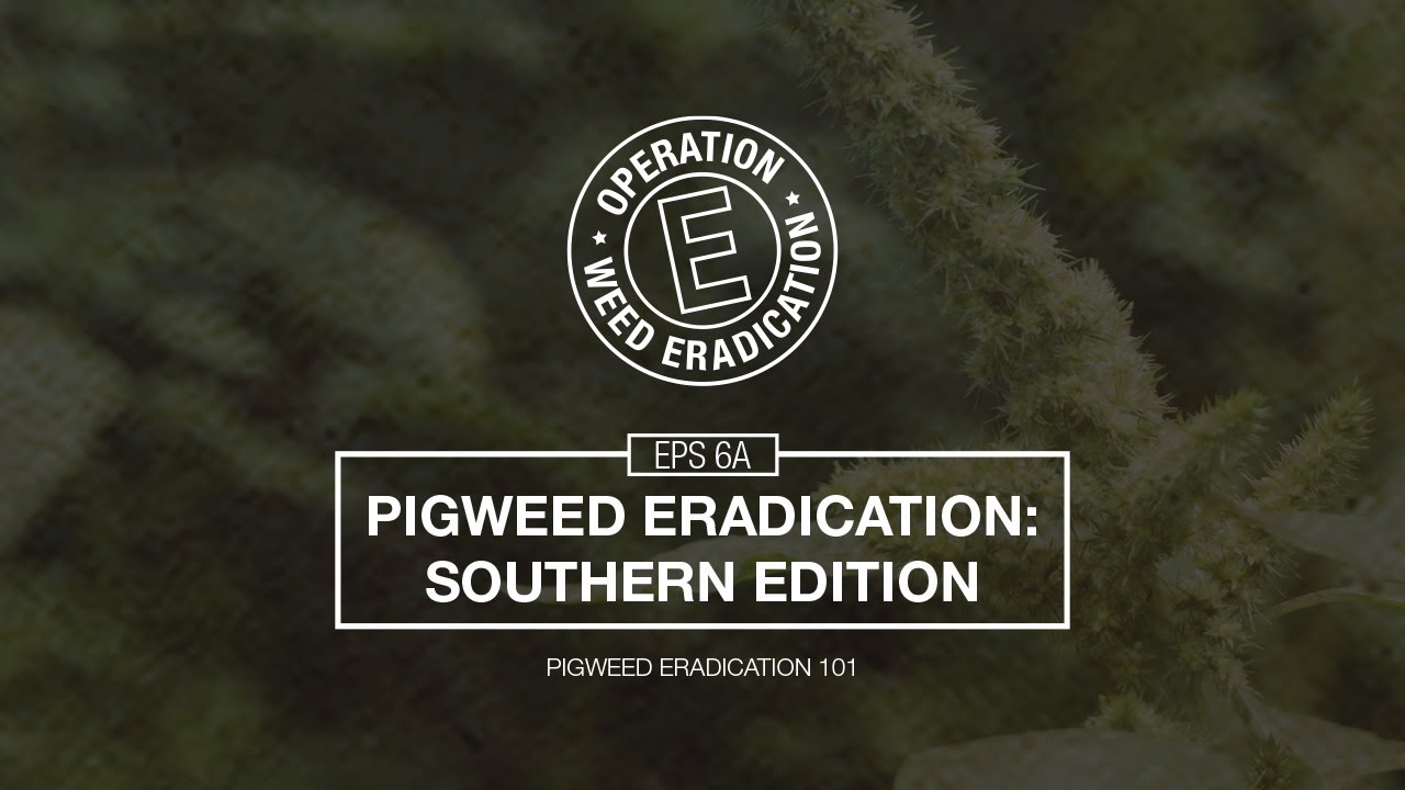 Palmer Amaranth Control in the Southeast - Pigweed Eradication 101