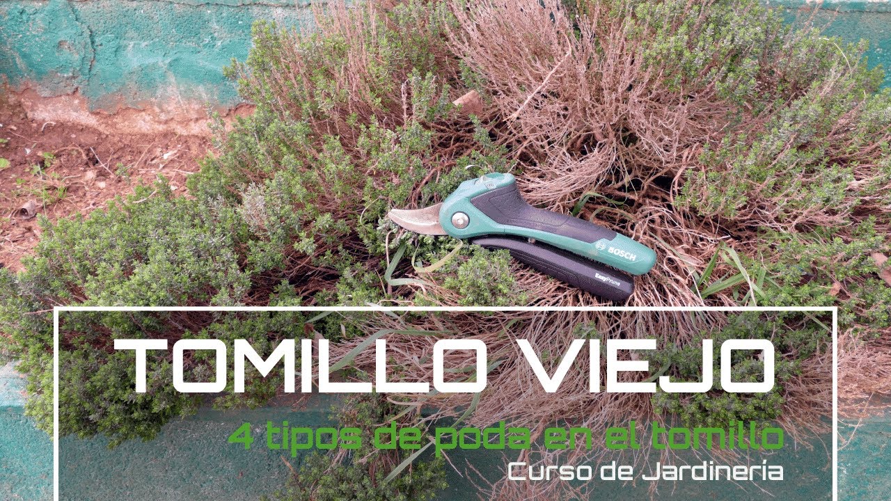 Cómo PODAR la aromática de TOMILLO [v71] Curso básico de Jardinería | LdN
