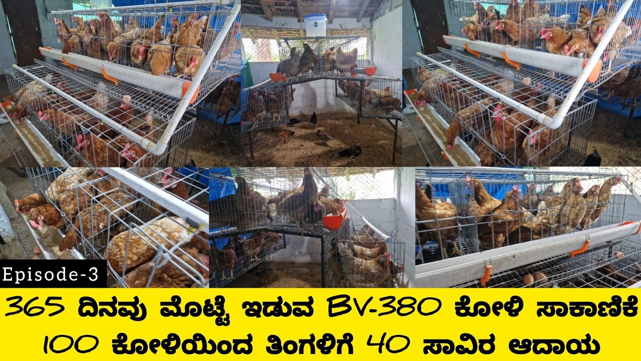 BV-380 ಕೋಳಿ ಸಾಕಾಣಿಕೆಯಿಂದ ಪ್ರತಿದಿನ ಆದಾಯ/bv-380 poultry farming/bv-380 eggs