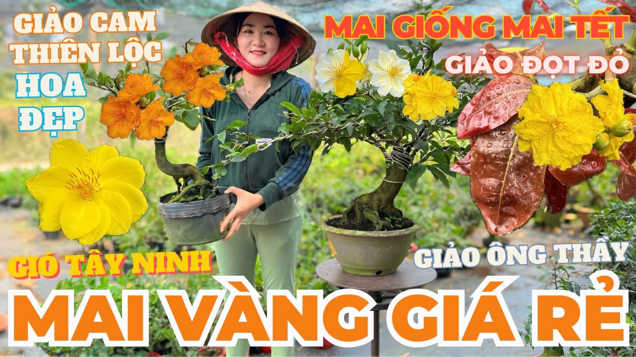 28-01 CHỊ THU Giao Lưu Mai Vàng Giá Rẻ, Giảo Ông Thầy, Cam Thiên Lộc, Gió Tây Ninh • THÀNH TRỌNG LÊ