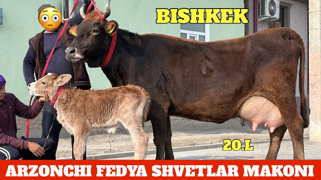 ARZONCHI FEDYA NARXLAR SINDI😳XALQIM MAZZA QILSIN😎CHEMPION SIGIRLAR😱