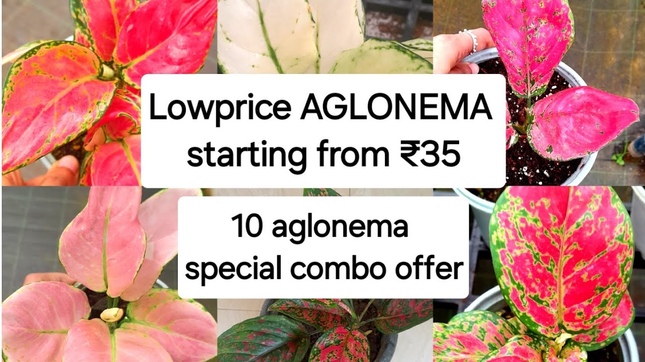 35രൂപ മുതൽ aglonema plants and lowprice combo offer