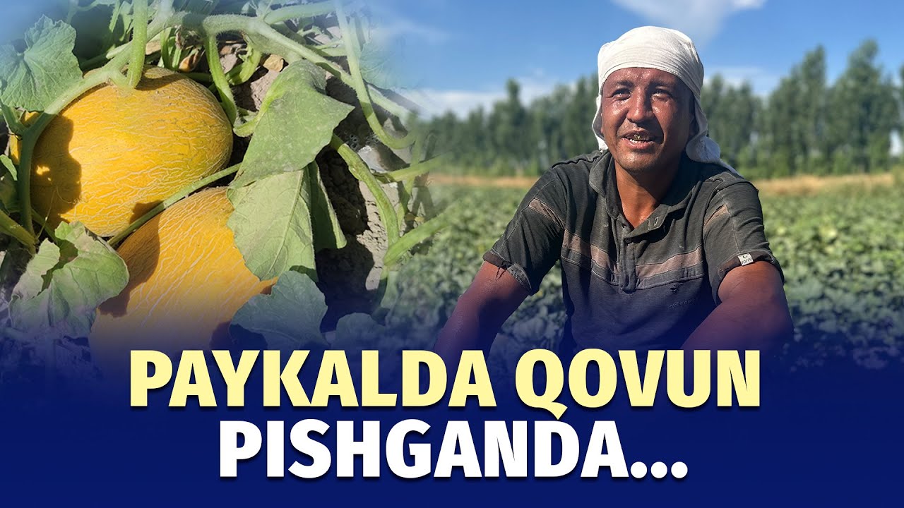 Toshloqda qovun pishdi
