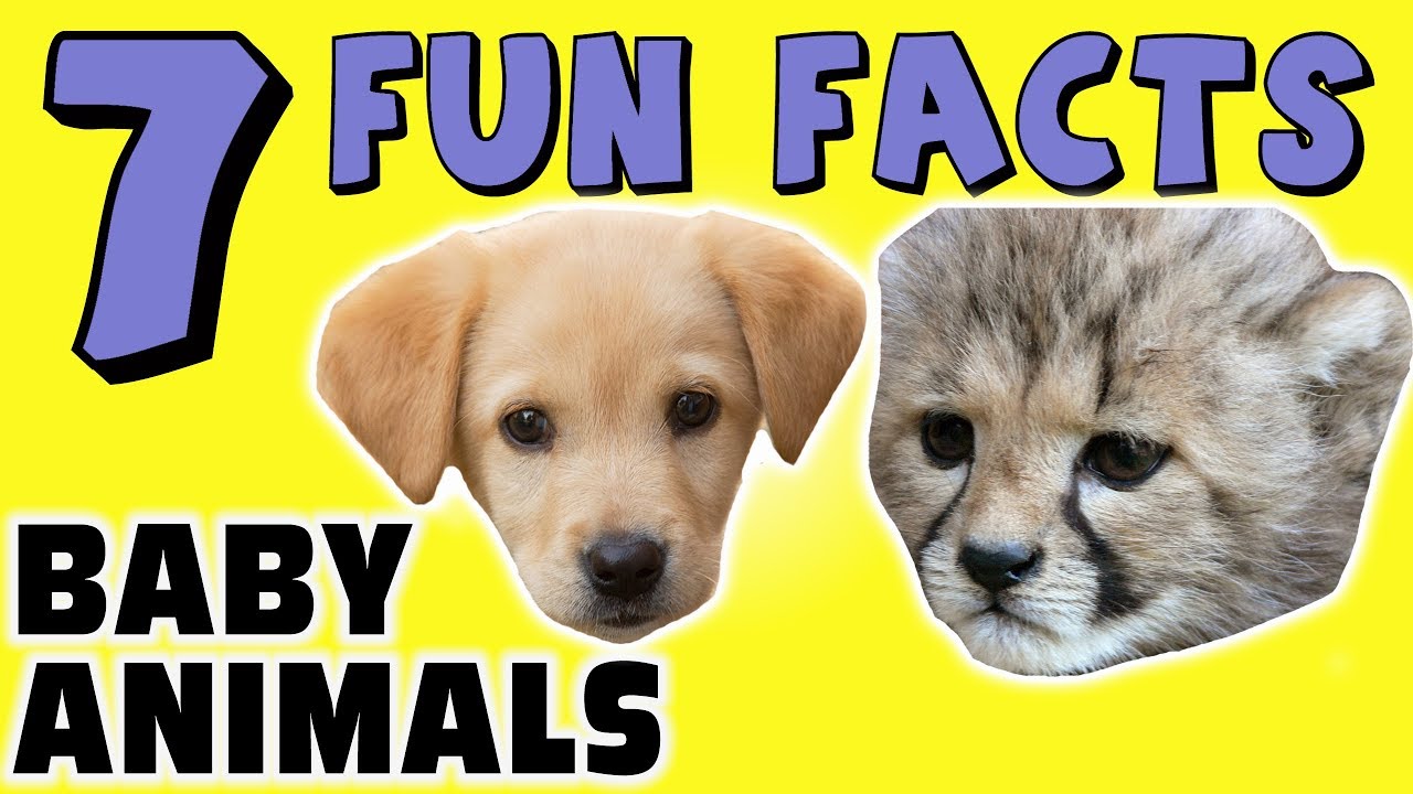 7 FUN FACTS ABOUT BABY ANIMALS! FACTS FOR KIDS! Puppies! Kittens! Learning Colors! Cute Animals!
