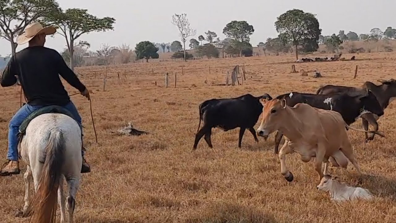 VACA RECEM CRIADA PARTIU COM TUDO PARA MIM PEGAR