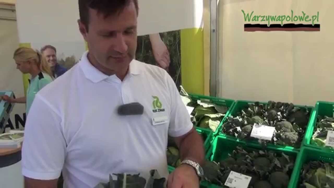 II Festiwal brokuła - odmiany i rozsada borkuła