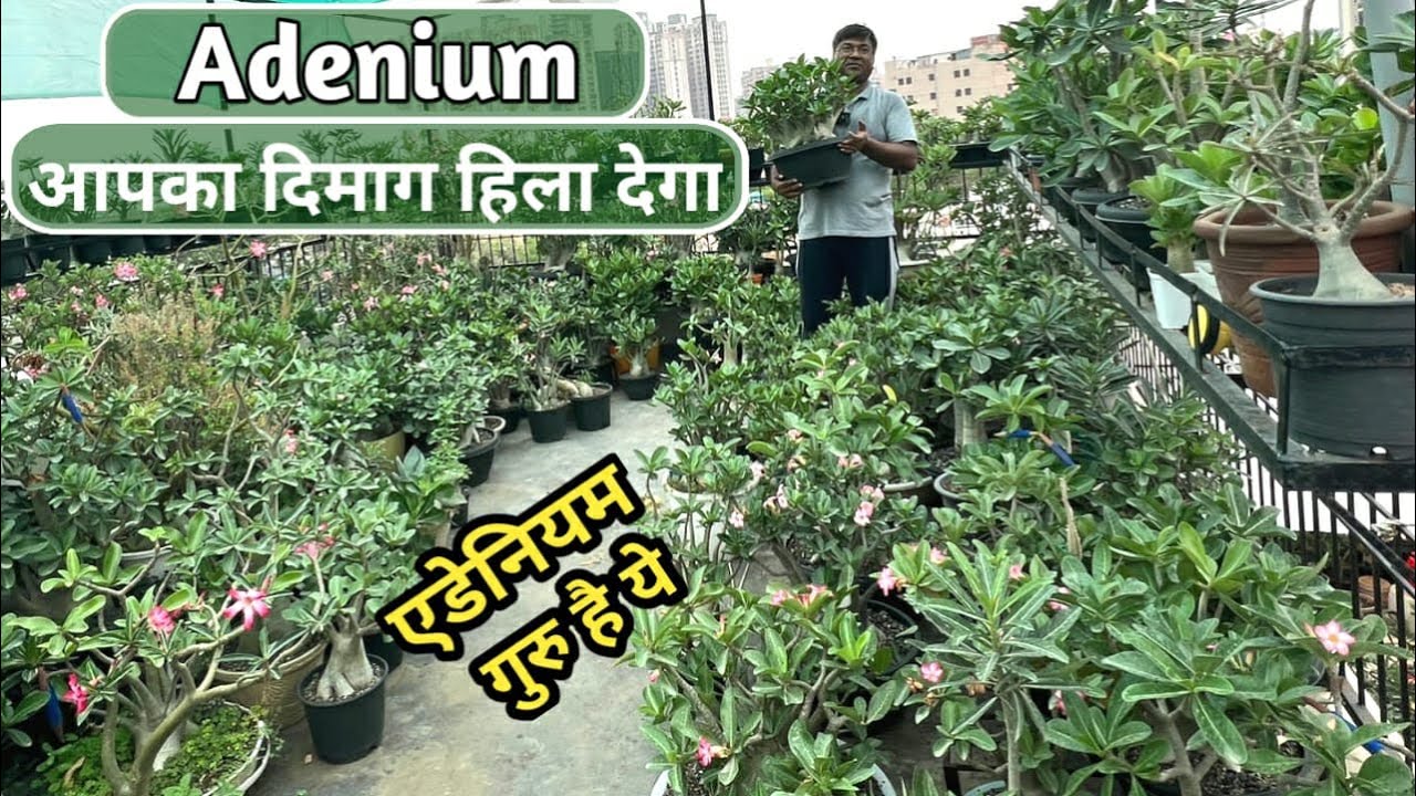 ये ADENIUM आपका दिमाग हिला देगा | एडिनियम के लिए इन महत्वपूर्ण बातों को जरूर ध्यान में रखें
